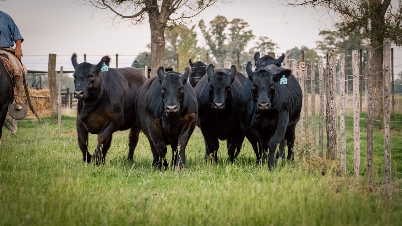 Toro Angus en campo abierto